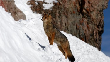 El pequeño zorro colorado merodea entre los turistas en la zona del Refugio Lynch. (Foto: Alfredo Leiva)