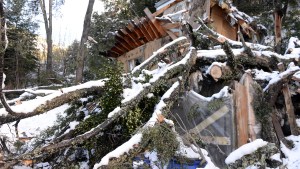 Bariloche: un enorme coihue cayó y les partió la casa