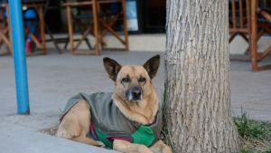 Pronóstico: el feriado asoma fresco y nublado