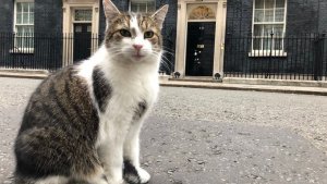 Quién es Larry, el gato estrella del gobierno británico