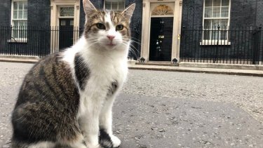 Quién es Larry, el gato estrella del gobierno británico