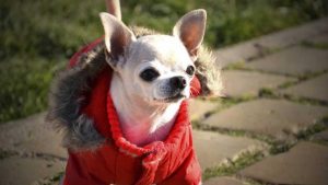 Pronóstico: llega un jueves soleado y helado