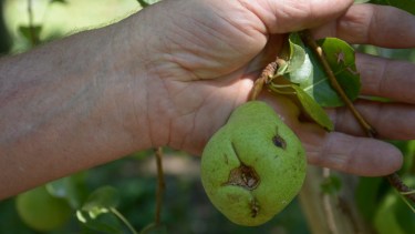 Las tormentas de verano son fatales para los chacareros. Archivo