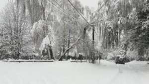 La caída de un árbol dejó a varios sectores sin luz en Villa la Angostura