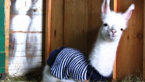 Pronóstico: ¡A abrigarse! Las temperaturas se mantienen bajas este viernes