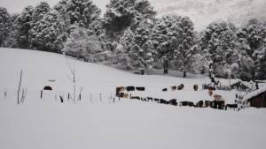 Mirá como sacan a sus animales de un campo completamente nevado en Pulmarí