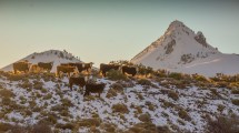 Imagen de Nieve, cenizas y sequía: el desafío de hacer ganadería junto al Lanín