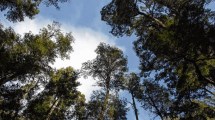 Imagen de Bariloche incorpora el mapa de “bosques protectores” y condiciona proyectos inmobiliarios