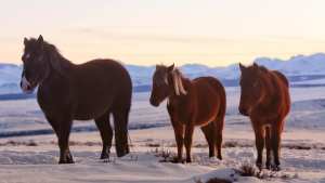 Norte neuquino: así le hacen frente a la nieve caballos, chivas y vacas