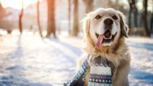 Pronóstico: este miércoles sigue helado, pero sale el sol