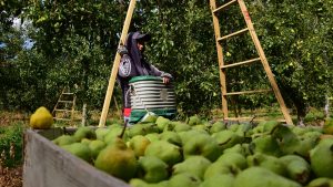 Los productores de la región, nuevamente en alerta por heladas