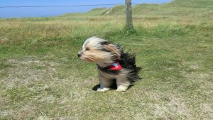 Pronóstico: A prepararse para un miércoles ventoso en la región
