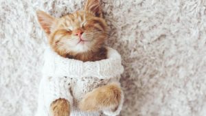 Pronóstico: ¿Vuelven este jueves las temperaturas bajo cero?