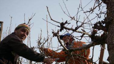 Enseñan a podar parras, frutales y rosales en pocas horas