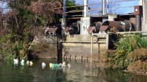 Imagen de Por varios días seguirá cayendo basura al río Negro en Viedma