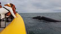 Imagen de El avistaje de ballenas en el Golfo San Matías es un éxito