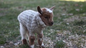 Pronóstico: ¿Sigue el mal tiempo en la región?