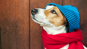 Pronóstico: Esta es otra jornada helada en la región