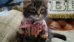 Pronóstico: Vuelven el frío y el viento a la región