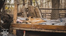 Imagen de Denuncian abandono «total» en la guardería canina de Cipolletti