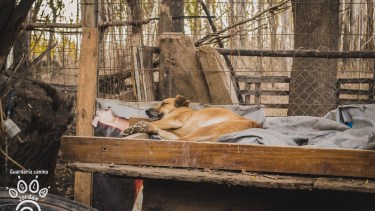 Hay alrededor de 300 perros en el predio 
