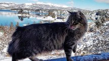 Imagen de Pepe desde Pehuenia, quiere destronar al gato de Quila Quina