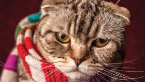 Pronóstico: Este viernes suben las temperaturas, pero sigue el frío