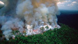 Cinco cosas a saber sobre la Amazonia