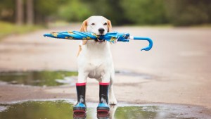 Pronóstico: ¿Sigue el mal tiempo en la región?