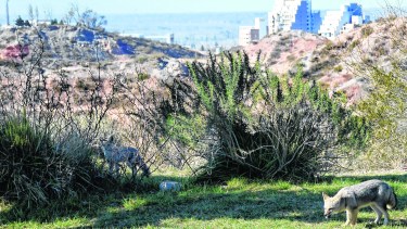 Parte del paisaje. Estos animales silvestres se muestran a poca distancia del hombre. (Mauro Pérez).-