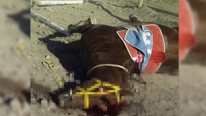 Chos Malal: un caballo  murió en una carrera y el jockey se quebró la cadera