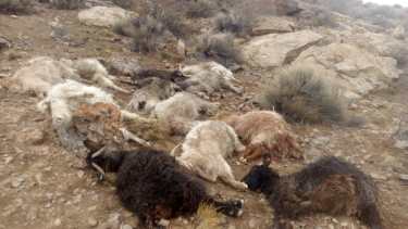 Los crianceros denuncian que siguen perdiendo ganado por el ataque de pumas. (Gentileza).-