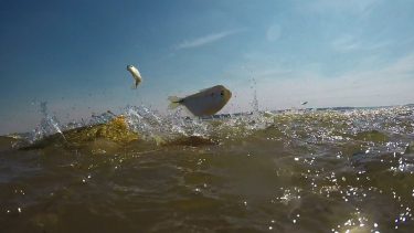Video: cuando los dorados atacan, es mejor mirar que pescar