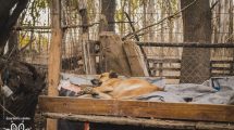 Imagen de Denuncian al municipio de Cipolletti por abandonar la perrera de la Isla Jordán