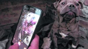 La App para denunciar maltrato animal en Neuquén suma fotos, videos y testigos