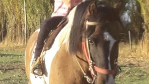 Roca: tiene 7 años y le robaron a «Birola», el caballo que heredó de su papá