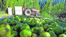 Imagen de Continúan trabadas las paritarias para levantar la cosecha de frutas