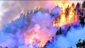 El Holocausto de la selva amazónica y sus consecuencias
