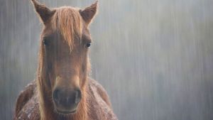 Pronóstico: Siguen la nubosidad y los chaparrones en la región