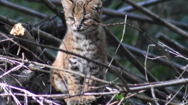 El gato huiña es de difícil avistaje pero fue retratado en el parque Llao Llao. (Gentileza Daniel Permarini)