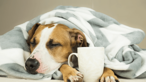 Pronóstico: Se viene otra semana fría para la región