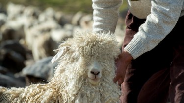 Neuquén es quien coordina la venta  de Mohair en conjunto con las otras provincias productoras 