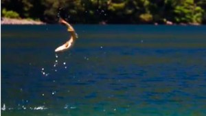 Video: los espectaculares saltos de las truchas del lago Lolog
