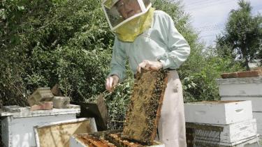 APICULTURA-ABEJAS 02