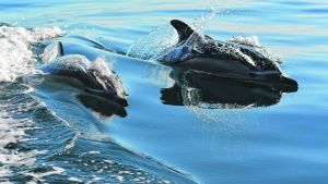 Un paseo por el mar, a la par de delfines y ballenas