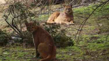 El encuentro con los felinos pudo ser registrado. Foto: Facebook  @tincho2018