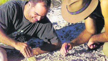 Según Novas, los paleontólogos argentinos entraran en las discusiones de grupos internacionales acerca del origen de estos animales.