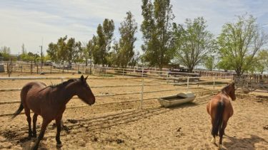 Con expectativas, Roca se prepara para la 9° edición de la Expo Rural del Alto Valle