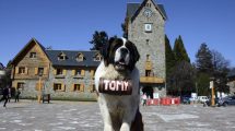 Imagen de Fotógrafos de perros San Bernardo dan pelea para seguir en Bariloche