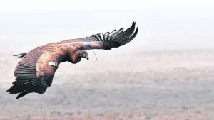 Seis cóndores regresaron a la naturaleza desde Pailemán